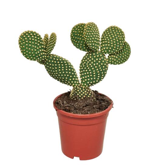 Opuntia Microdasys- La Green Touch - Image 1