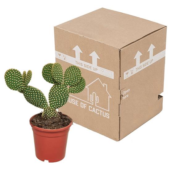 Opuntia Microdasys- La Green Touch - Image 3