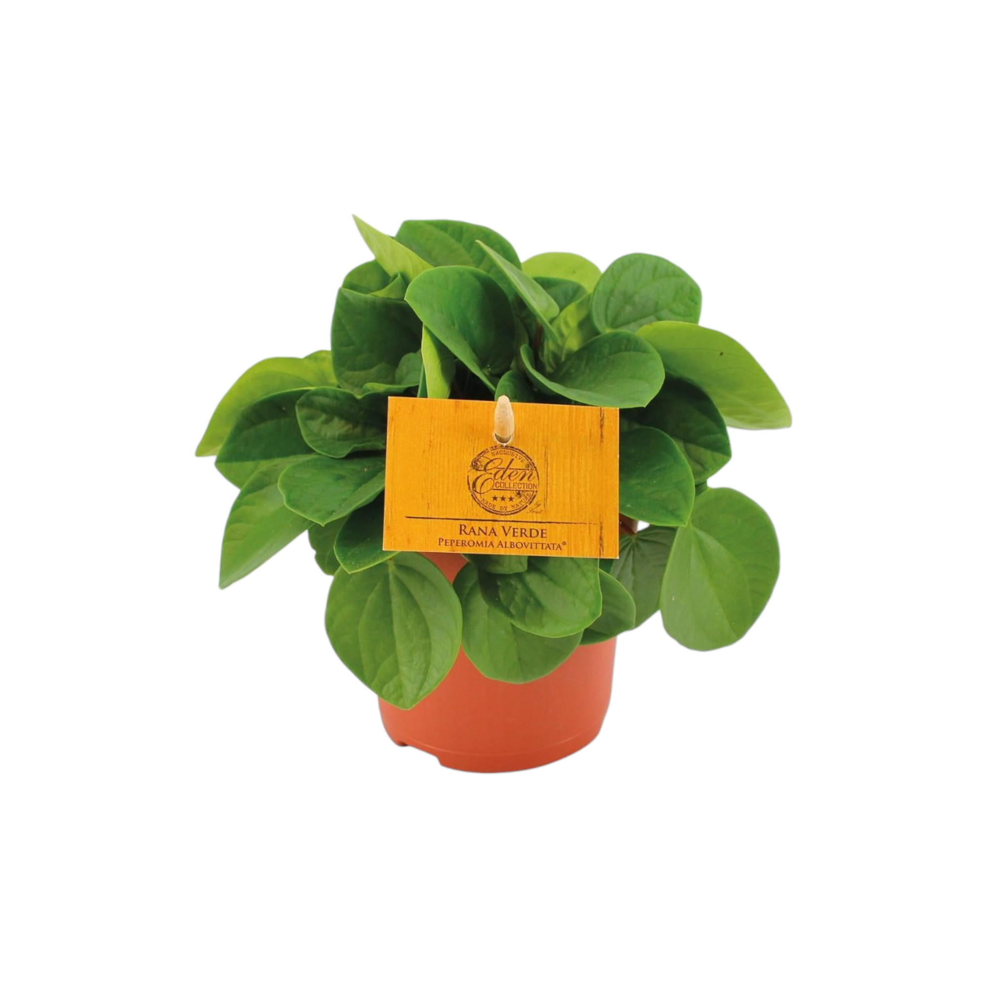 Peperomia Rana Verde 15cm - Plante d'intérieur- La Green Touch - Image 1