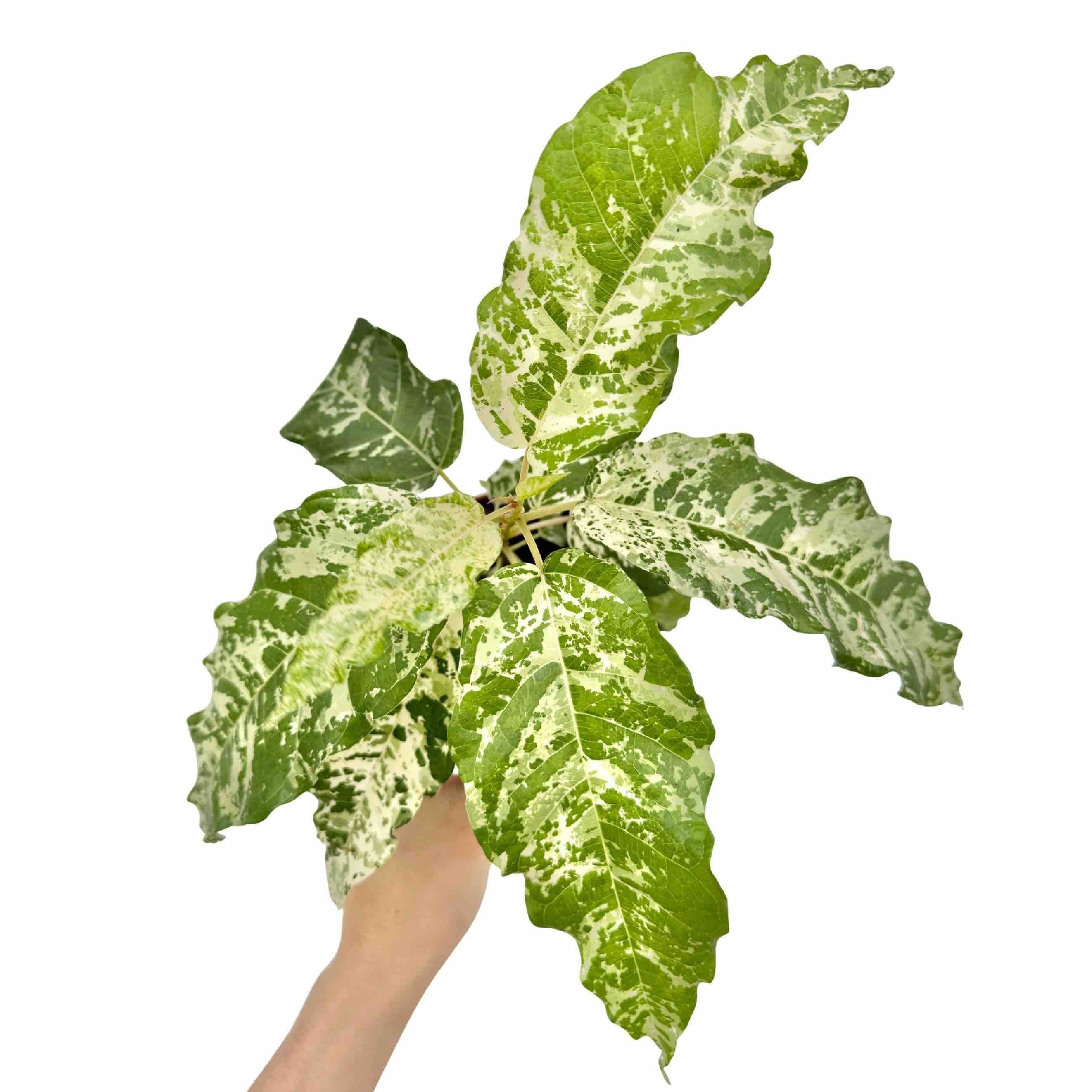 Ficus Snowstorm - Pot de 8cm - Plantes d'intérieur - Image 1