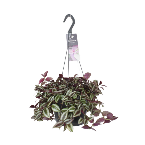 Tradescantia Zebrina Purpusii 30cm - Plante d'intérieur- La Green Touch - Image 1