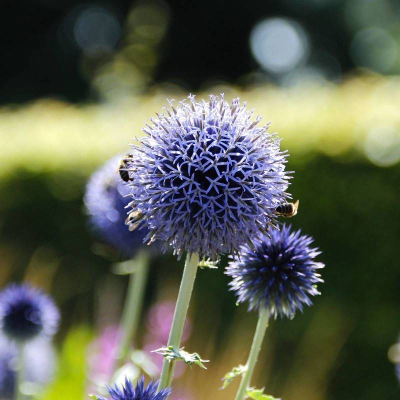 Boule azurée Blue Globe, Echinops à fleurs Bleue/ - feuillage Caduc - Godet - 5/20 cm - Image 1