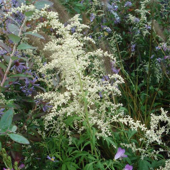 Armoise - Artemisia lactiflora Godet de 8/9 cm