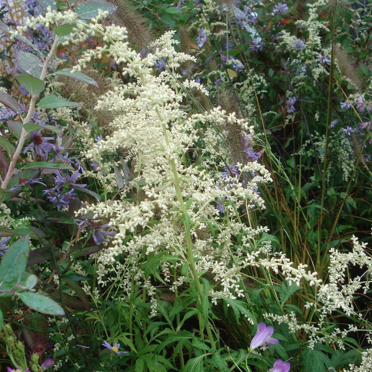 Armoise - Artemisia lactiflora Godet de 8/9 cm
