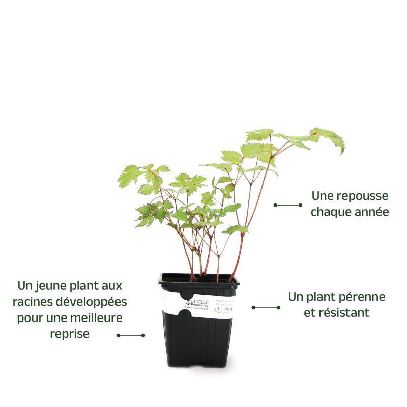 3 Astilbes d'Arends 'Mont Blanc' - Lot de 3 vivaces - Pépinières Naudet - Image 3