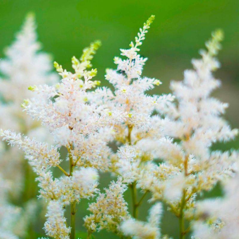 3 Astilbes d'Arends 'Mont Blanc' - Lot de 3 vivaces - Pépinières Naudet - Image 1