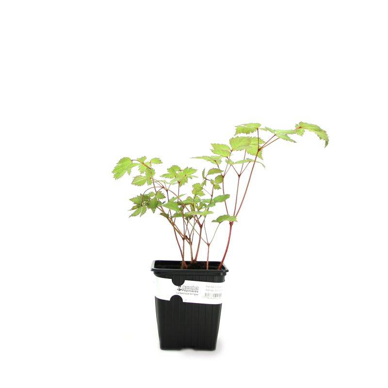 3 Astilbes d'Arends 'Mont Blanc' - Lot de 3 vivaces - Pépinières Naudet - Image 2