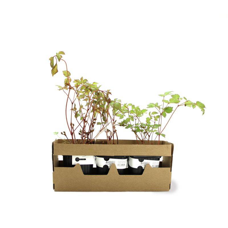 3 Astilbes d'Arends 'Mont Blanc' - Lot de 3 vivaces - Pépinières Naudet - Image 4