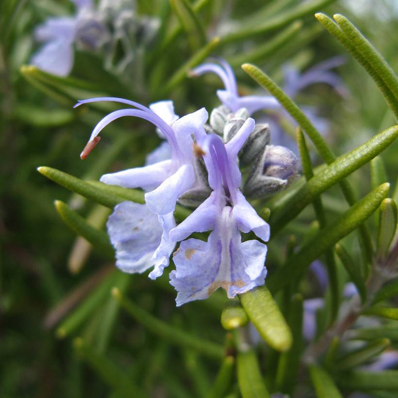 Promesse de Fleurs - Romarin - Rosmarinus officinalis Tuscan Blue Pot de 3L/4L