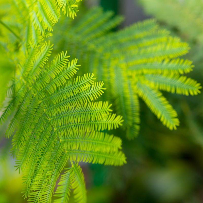 Séquoia toujours vert (Sequoia sempervirens) - Godet - Taille 20/40cm - Pépinières Naudet - Image 2