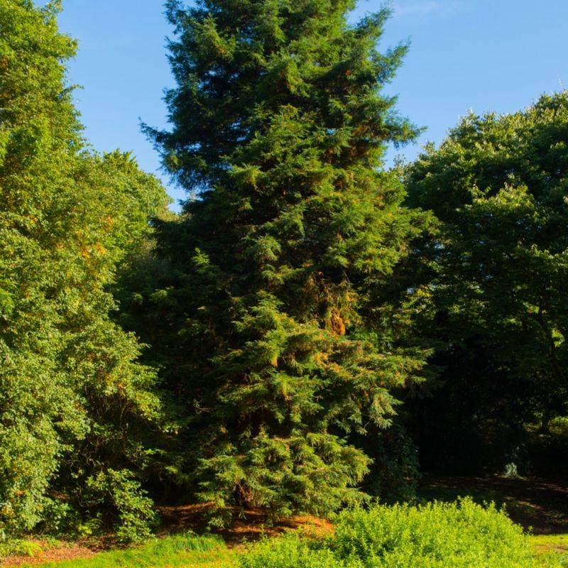 Séquoia toujours vert (Sequoia sempervirens) - Godet - Taille 20/40cm - Pépinières Naudet