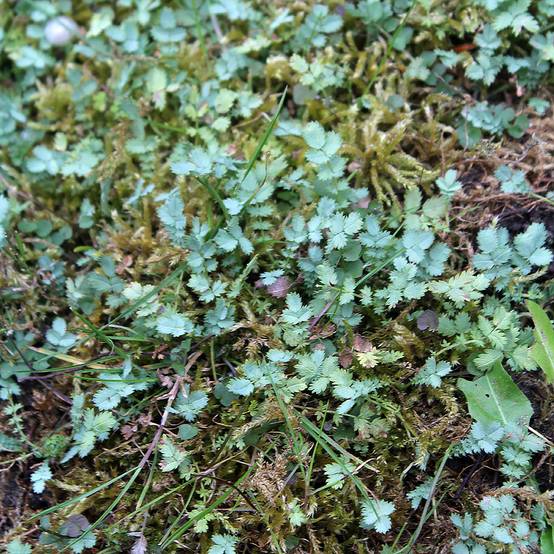 Acaena buchananii - Lampourde Godet de 8/9 cm