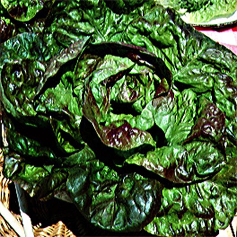 Promesse de Fleurs - Laitue d'Hiver Brune Passion Bio - Ferme de Sainte Marthe le sachet de 500 graines environ