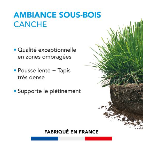 Barenbrug - Pelouse Ambiance Sous-bois - Canche - Spécial Zones Ombragées - Pousse Lente, Tapis Dense - Tolérant Piétinement - 500G - BARENBRUG - Image 2