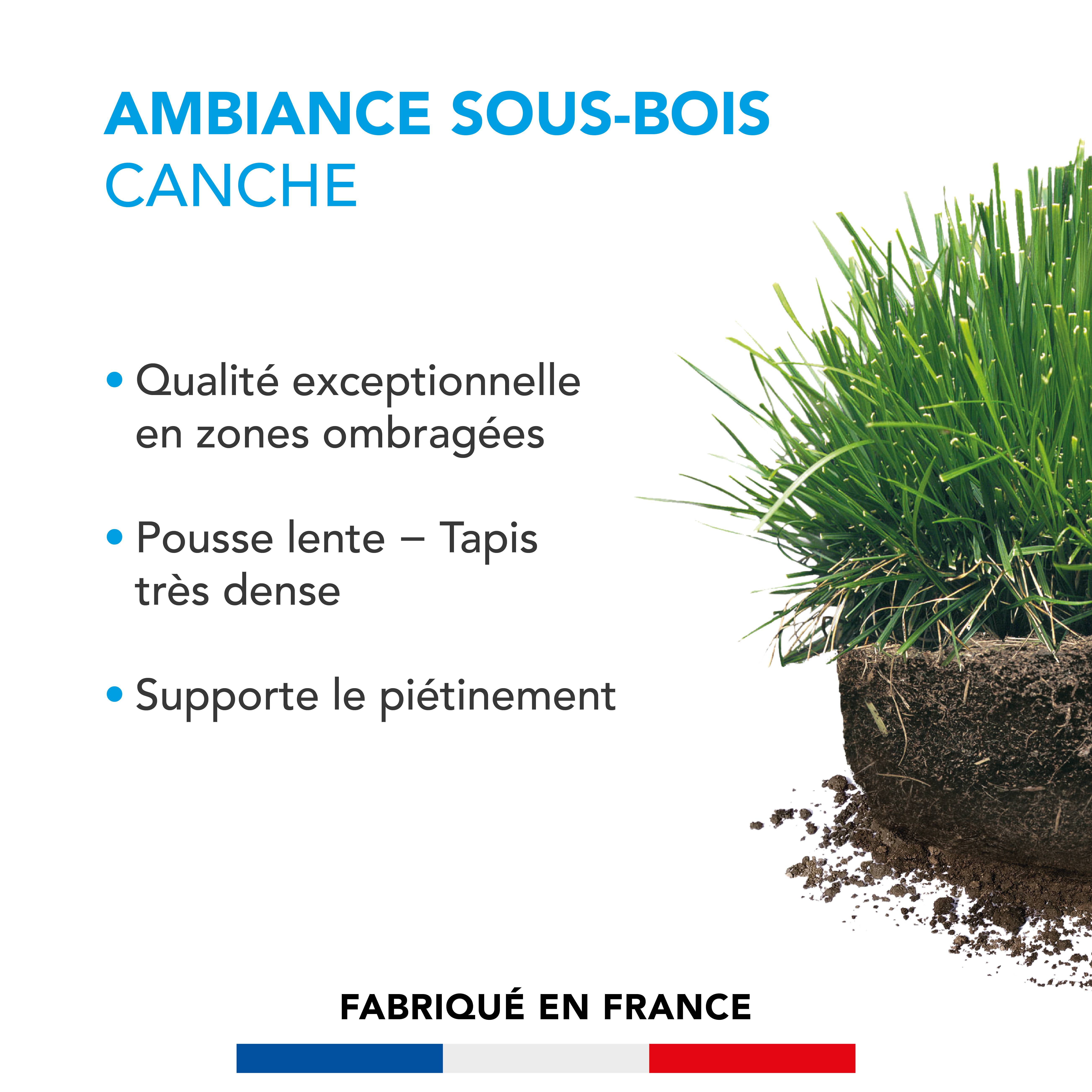 Barenbrug - Pelouse Ambiance Sous-bois - Canche - Spécial Zones Ombragées - Pousse Lente, Tapis Dense - Tolérant Piétinement - 500G - BARENBRUG - Image 2