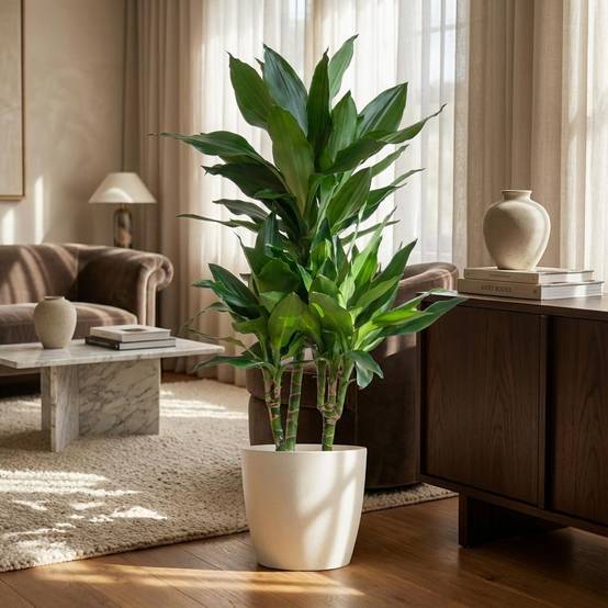 Dracaena Janet Lindt - Pot de 21cm - Hauteur 95cm - Blanc - Plantes d'intérieur - Image 2