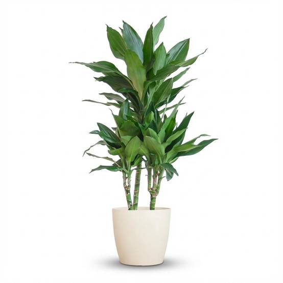 Dracaena Janet Lindt - Pot de 21cm - Hauteur 95cm - Blanc - Plantes d'intérieur - Image 1