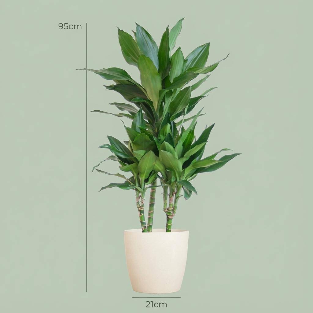 Dracaena Janet Lindt - Pot de 21cm - Hauteur 95cm - Blanc - Plantes d'intérieur - Image 4