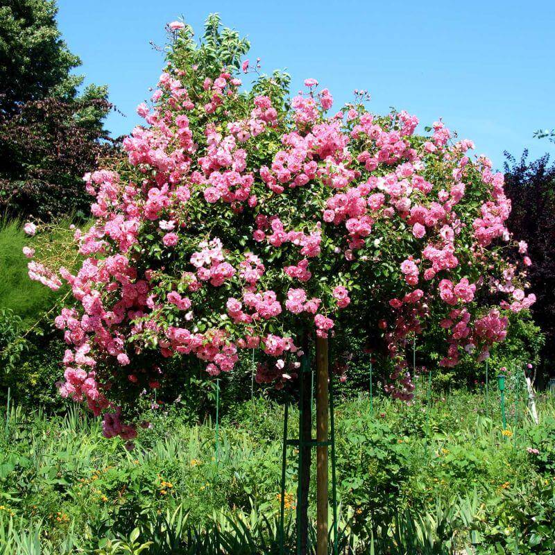 Rosier 'Queen Elizabeth' - Racines nues - Taille 20 à 30cm - Pépinières Naudet - Image 3