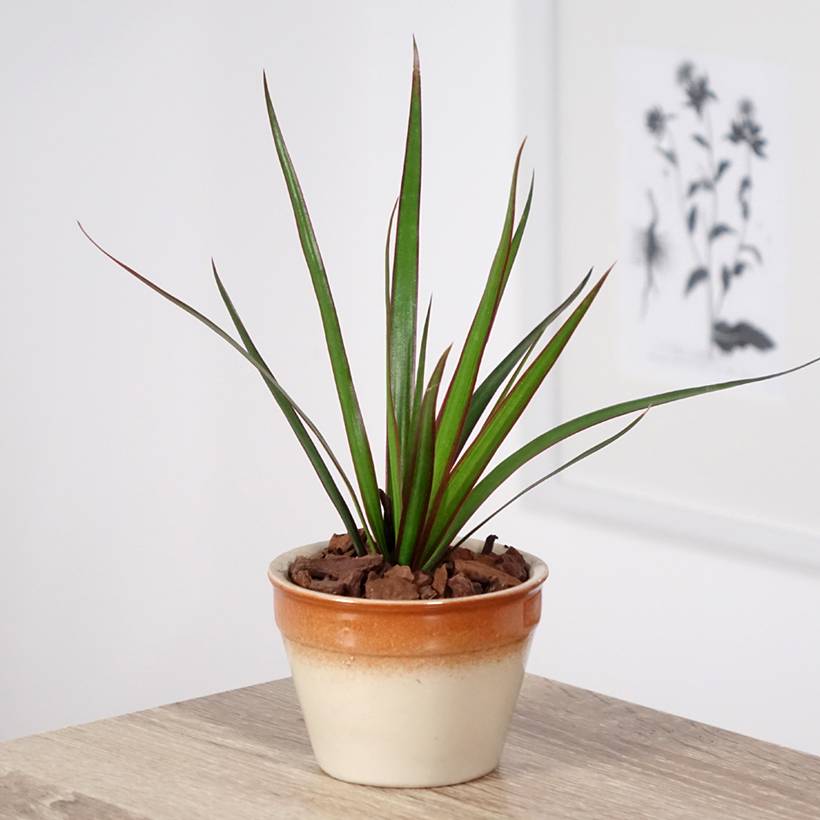Dracaena marginata - Dragonnier de Madagascar Mini-plante - Gamm vert