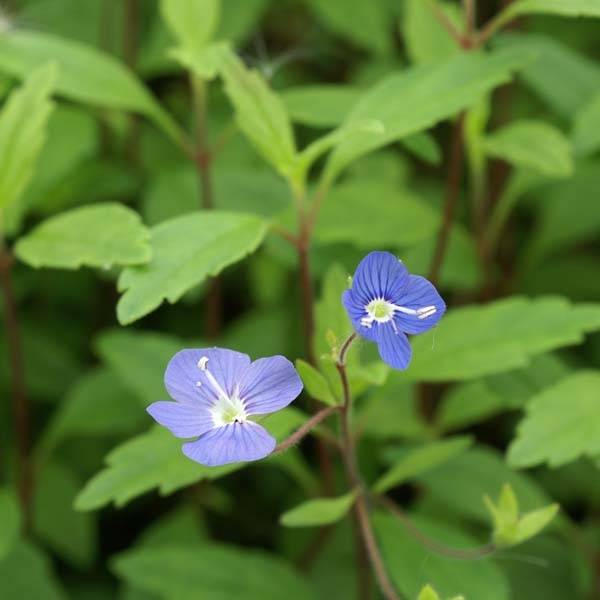 Veronica umbrosa Georgia Blue - Véronique rampante Godet de 8/9 cm