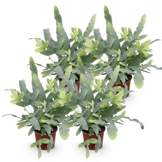 Phlebodium Aureum Bleu Star - D12 H30cm - Image 2