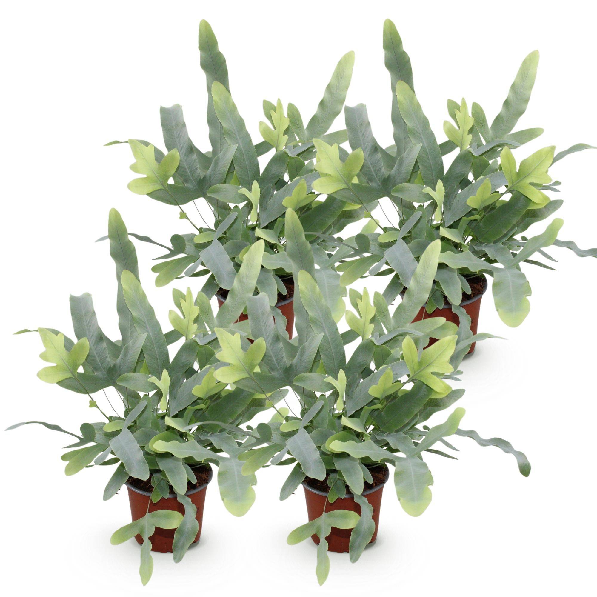 Phlebodium Aureum Bleu Star - D12 H30cm - Image 2