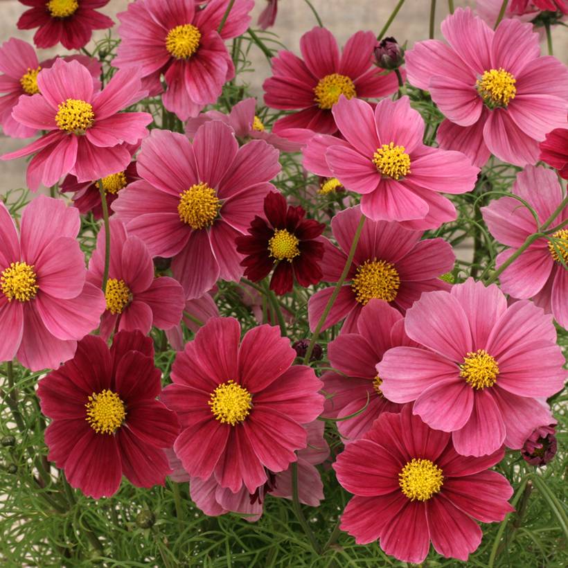 Promesse de Fleurs - Graines de Cosmos Antiquity - Cosmos bipinnatus le sachet de 30 graines environ