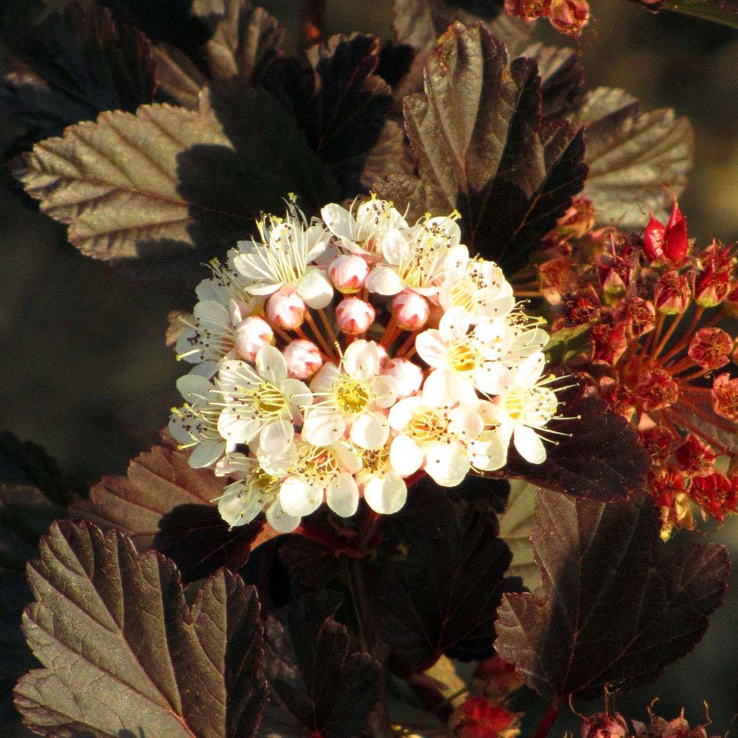 Promesse de Fleurs - Physocarpus opulifolius Summer Wine Pot de 3L/4L - Image 1