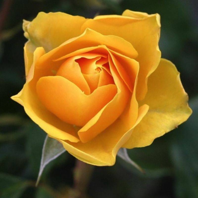 Rosier Grimpant 'Landora' ® (Rosa 'Landora' ®) - Racines nues - Pépinières Naudet - Image 1