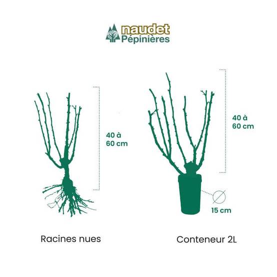 Rosier Grimpant 'Landora' ® (Rosa 'Landora' ®) - Racines nues - Pépinières Naudet - Image 3