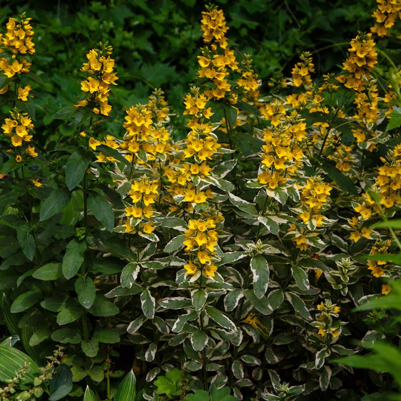 Promesse de Fleurs - Lysimachia punctata Variegata - Lysimaque ponctuée Godet de 8/9 cm