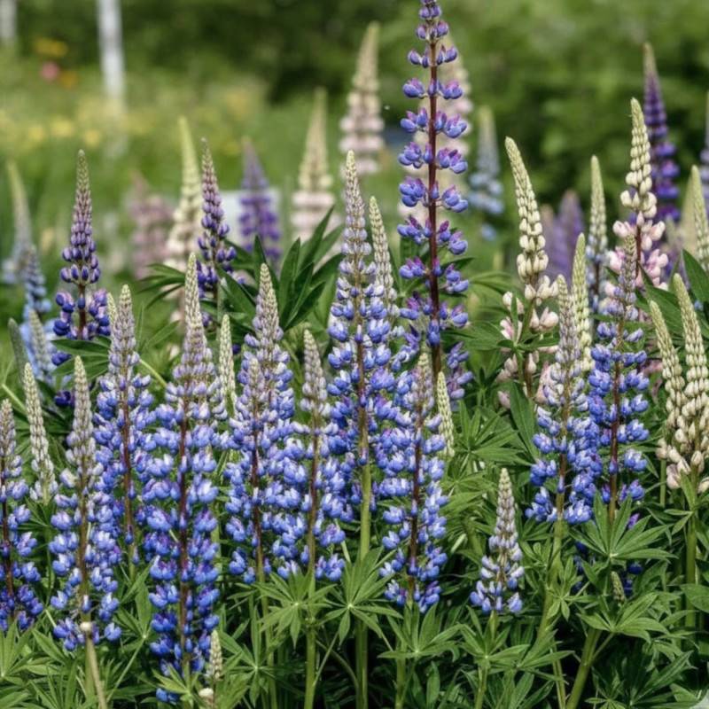 Lupin Le Gouverneur à fleurs Blanche/Bleue - feuillage Caduc - Godet - 5/20 cm - Image 1
