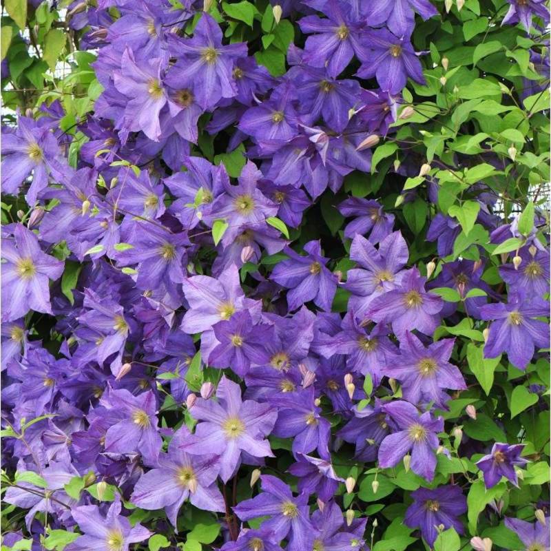 Clématite viticella Solina à fleurs Violette - feuillage Caduc - Pot de 3L - Echelle bambou 60/120 cm-  hauteur à maturité De 2,50 m à 3,00 m - Image 1