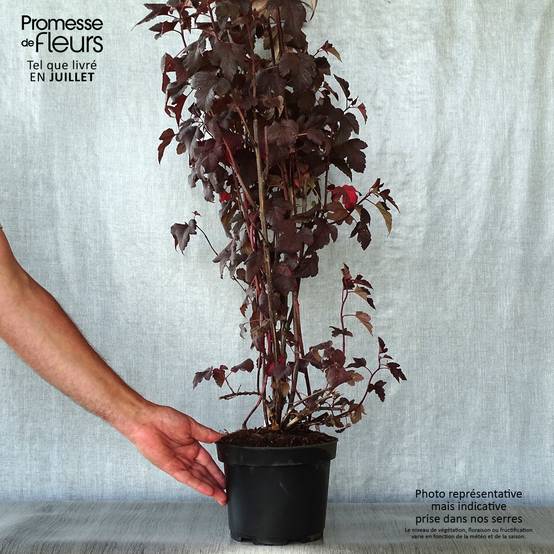Physocarpus opulifolius Diabolo - Physocarpe à feuilles pourpres Pot de 3L/4L - Image 2