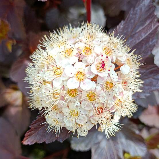 Physocarpus opulifolius Diabolo - Physocarpe à feuilles pourpres Pot de 3L/4L - Image 1