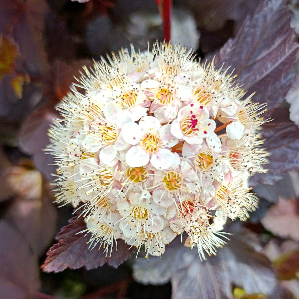 Physocarpus opulifolius Diabolo - Physocarpe à feuilles pourpres Pot de 3L/4L - Image 1