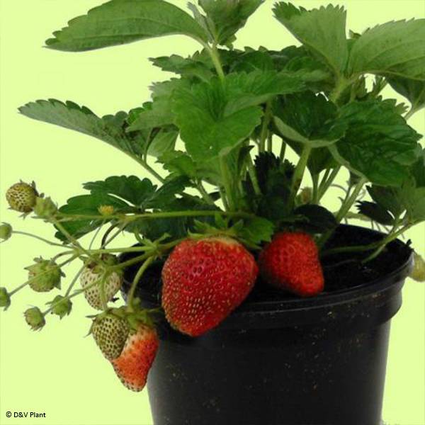 Fraisier Temptation - Fraise des bois à gros fruits Pot de 1,5L/2L