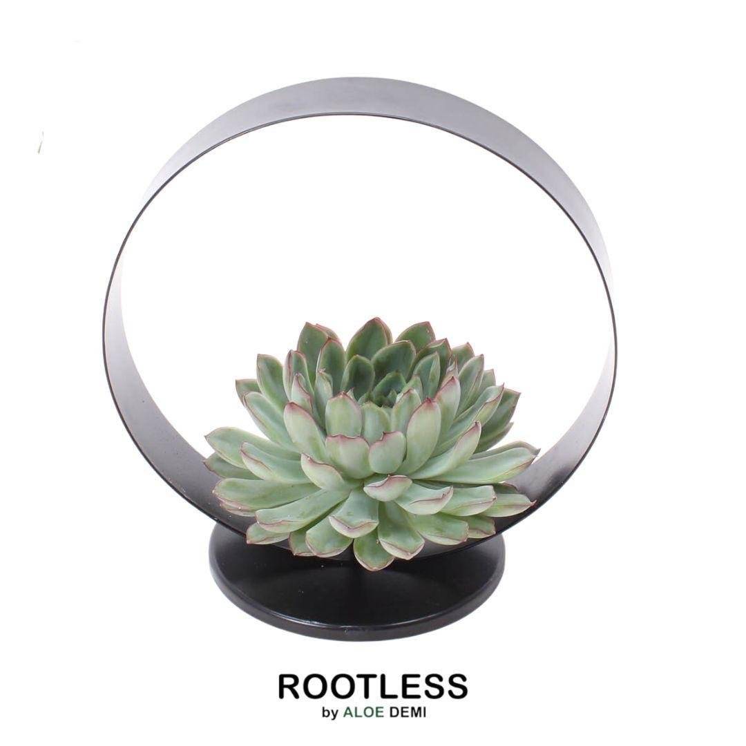 Echeveria Pulidonis sans racines sur support métal Ø20 cm - Hauteur 20 cm- La Green Touch - Image 1