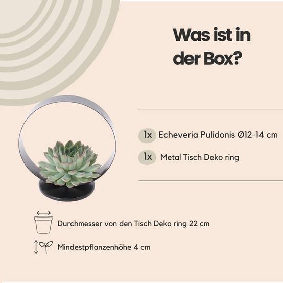 Echeveria Pulidonis sans racines sur support métal Ø20 cm - Hauteur 20 cm- La Green Touch - Image 4