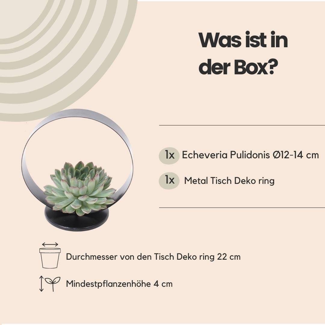 Echeveria Pulidonis sans racines sur support métal Ø20 cm - Hauteur 20 cm- La Green Touch - Image 4