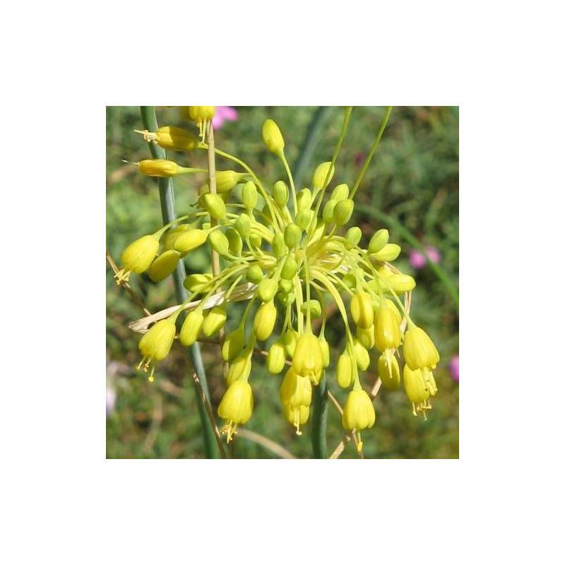 Ail jaune flavum à fleurs Jaune - feuillage Semi-Persistant - Godet - 5/20 cm-  hauteur à maturité De 0,50 m à 1,00 m - Image 1