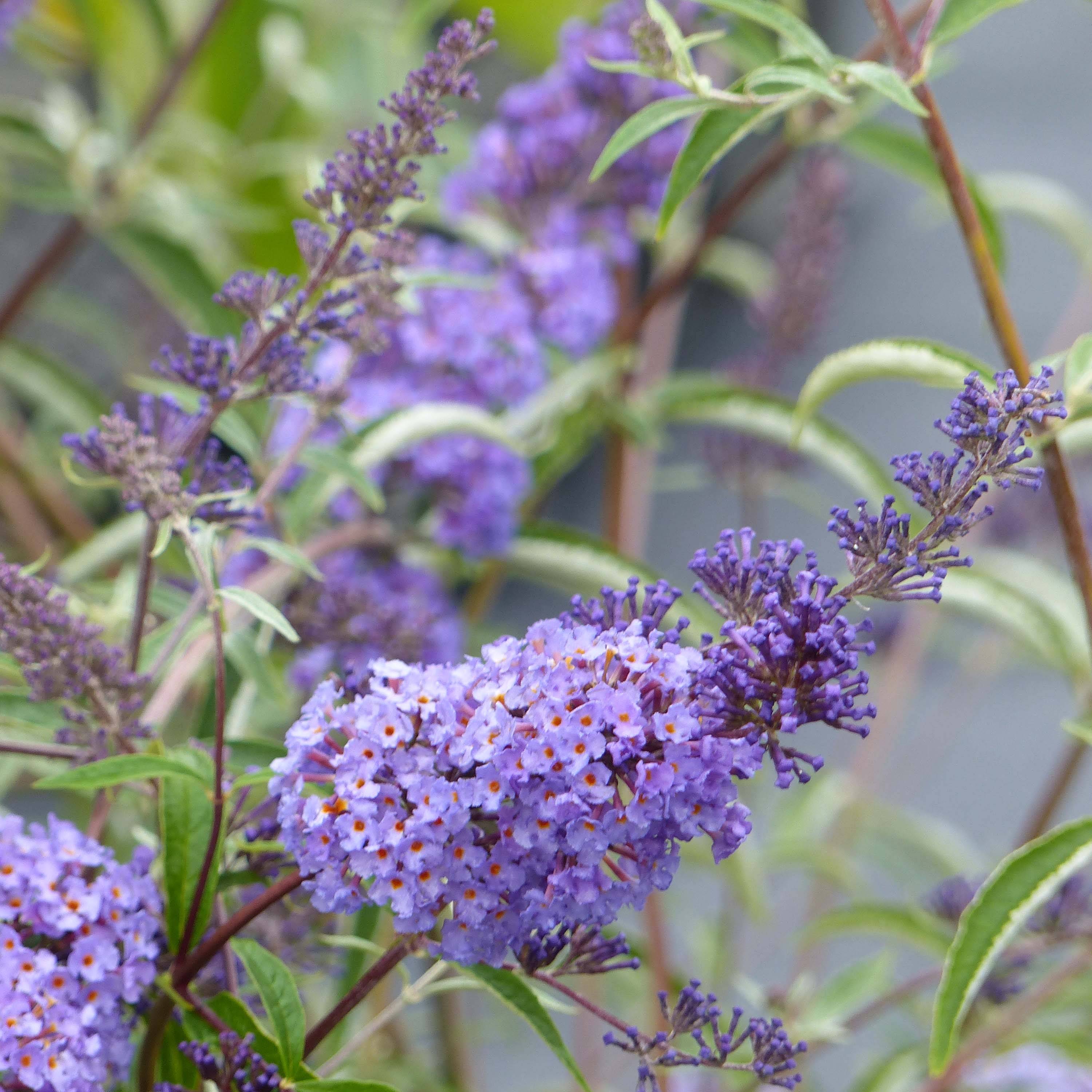 Buddleia davidii Nanho Blue  - Arbre aux papillons nain Pot de 3L/4L - Image 1
