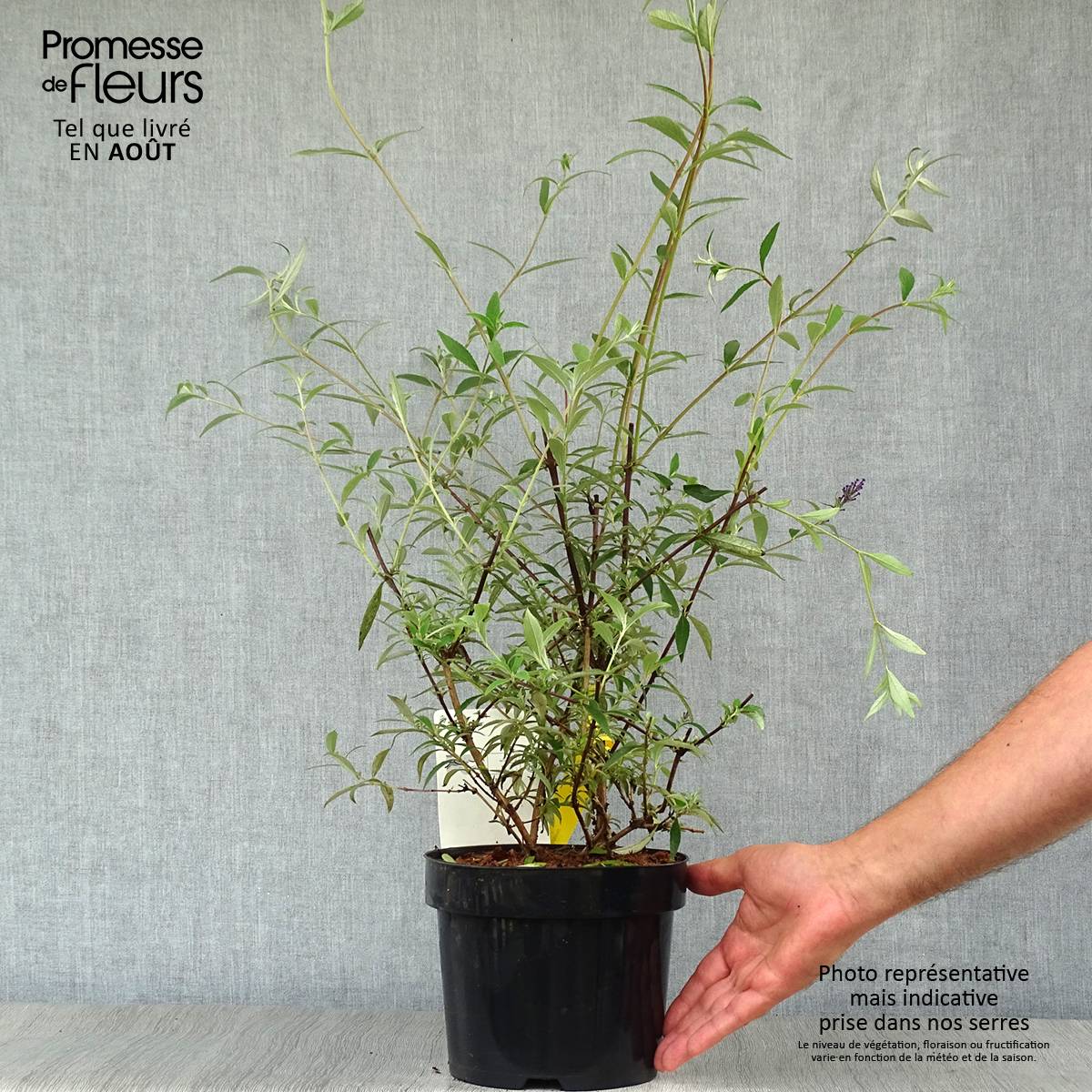 Buddleia davidii Nanho Blue - Arbre aux papillons nain Pot de 3L/4L - Image 2