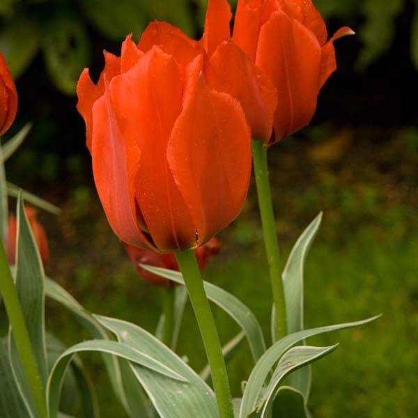 Promesse de Fleurs - Tulipe botanique greigii Rob Verlinden* Bulbe calibre 11+ (par 10)