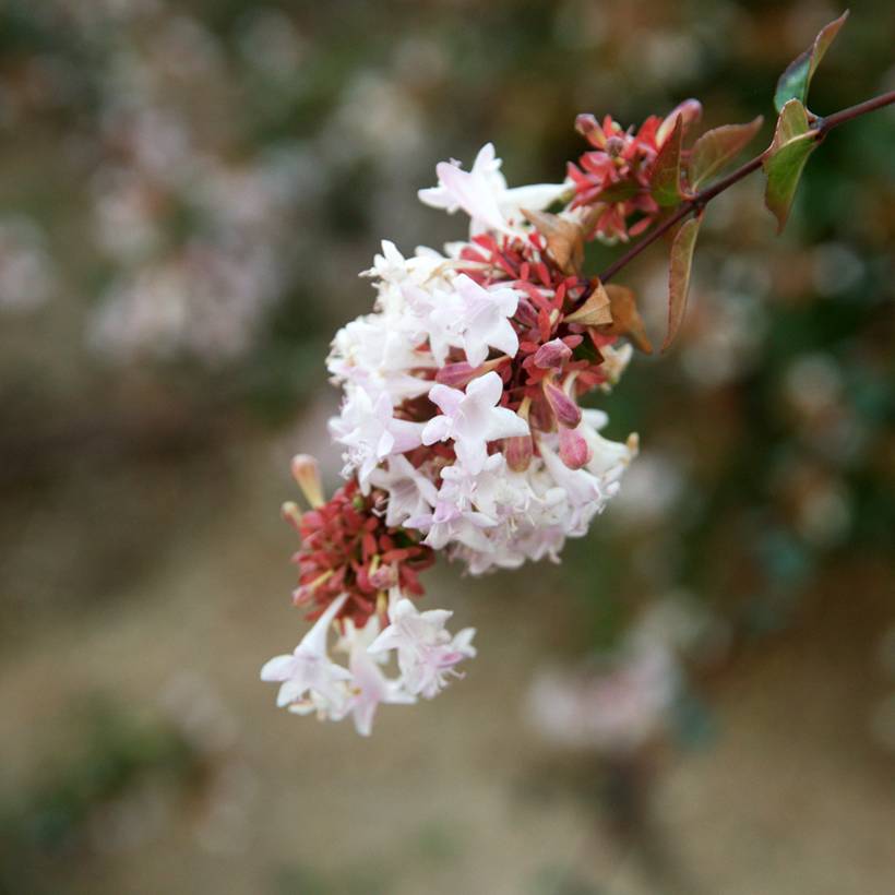 Abelia grandiflora - Abélia à grandes fleurs Pot de 2L/3L - Image 1