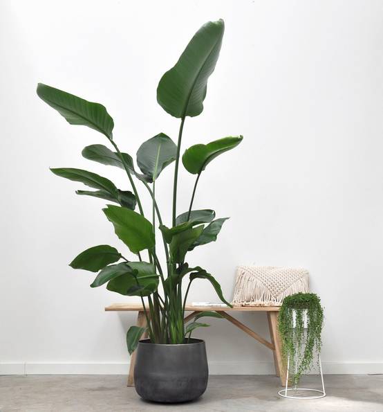 Strelitzia Nicolai - D27 H200cm - Image 2