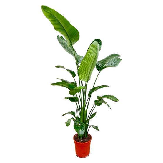 Strelitzia Nicolai - D27 H200cm - Image 1