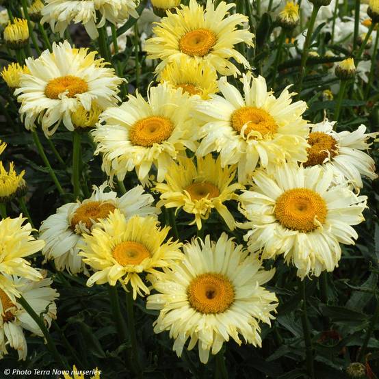 Leucanthemum superbum Goldfinch - Grande marguerite Godet de 8/9 cm