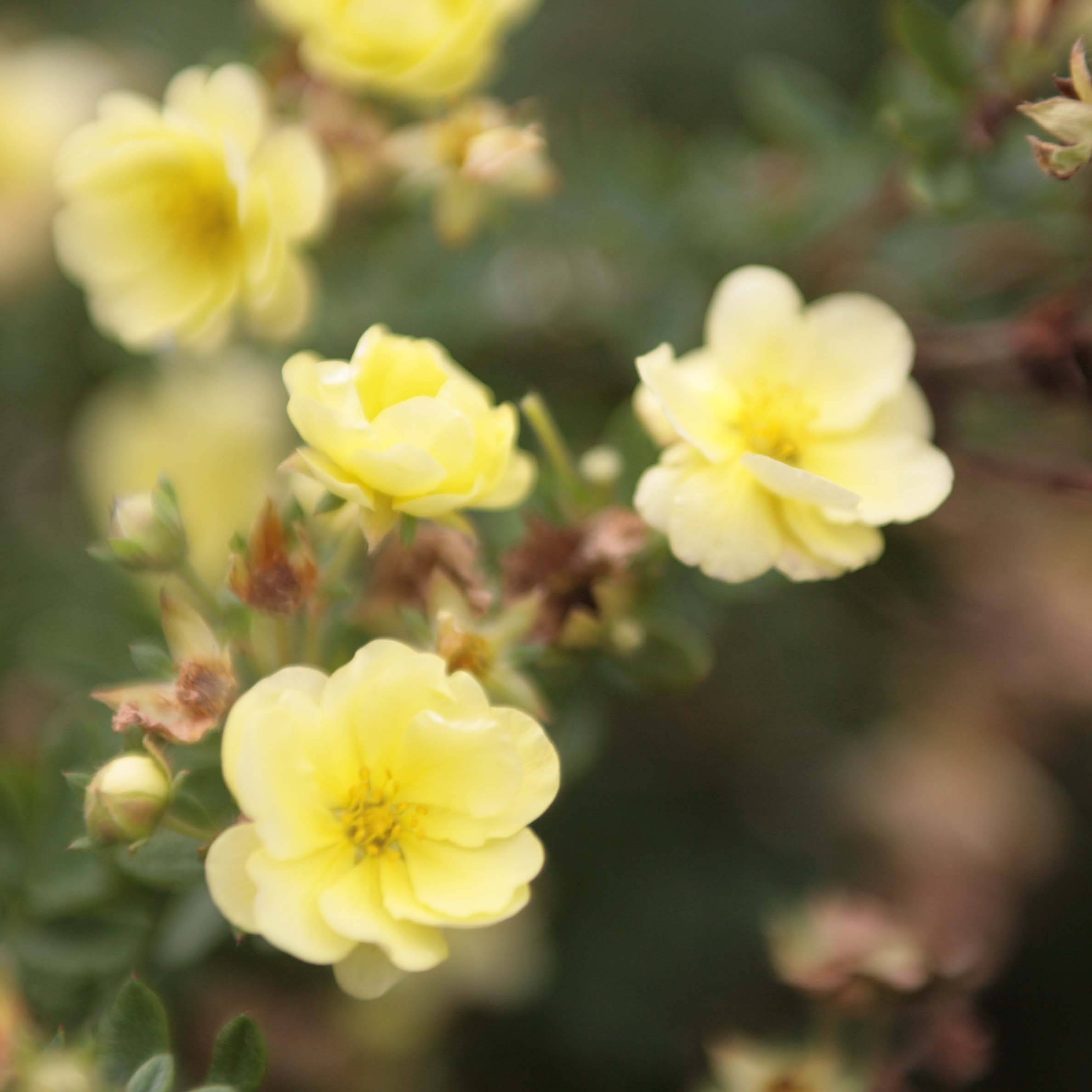 Potentilla fruticosa Lemon Meringue- Potentille arbustive Pot de 2L/3L - Image 1